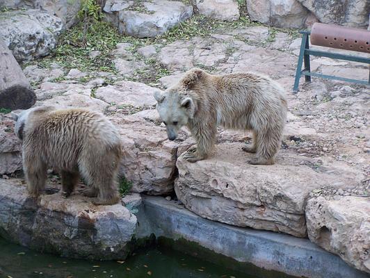 Tisch Family Zoological Gardens (Biblical Zoo)