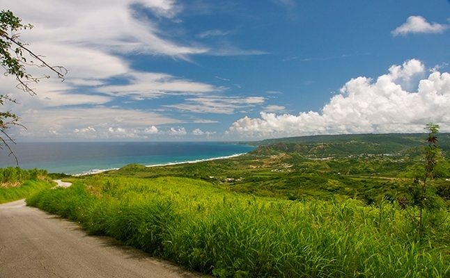 Cherry Tree Hill
