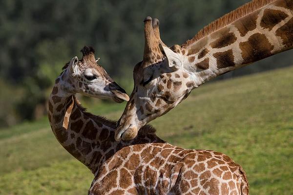 San Diego Zoo Safari Park