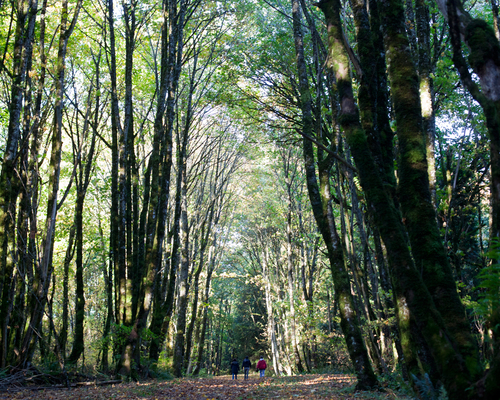 Hoyt Arboretum