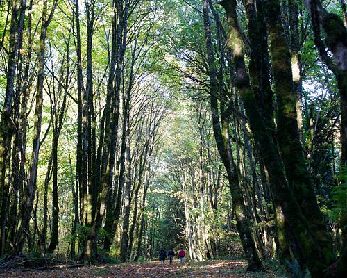 Hoyt Arboretum