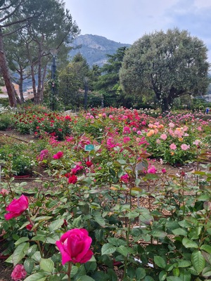 Princess Grace Botanical Garden