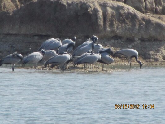 Bishnoi Village Camp and Resort