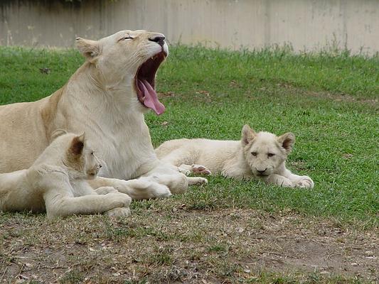 Zoologico Guadalajara