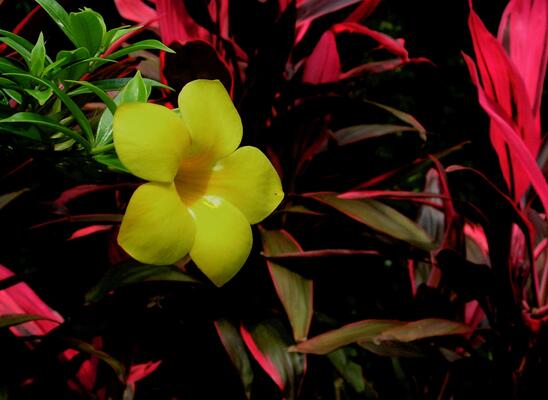 Cuffie River Nature Retreat