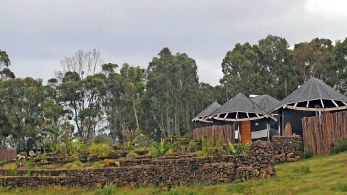 Altiplanico Rapa Nui