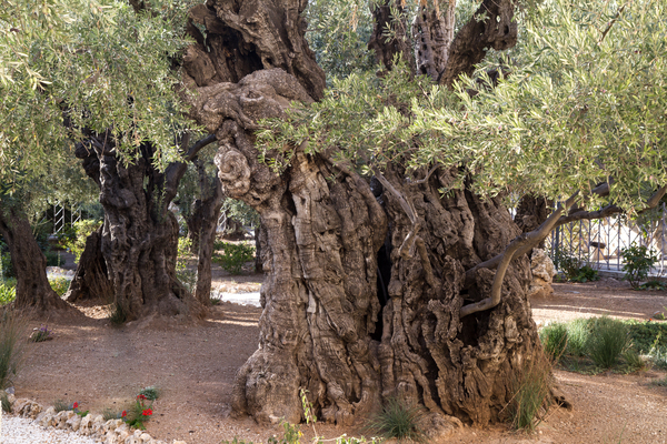 Garden of Gethsemane