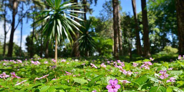 SSR Botanic Garden