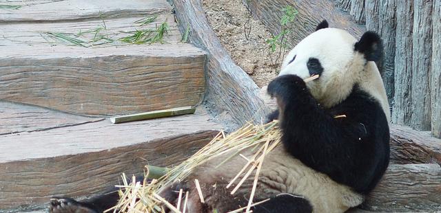 Chiang Mai Zoo