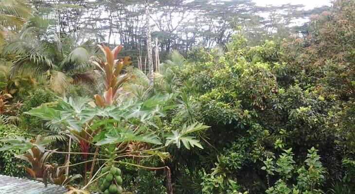 Lava Tree Tropic Inn