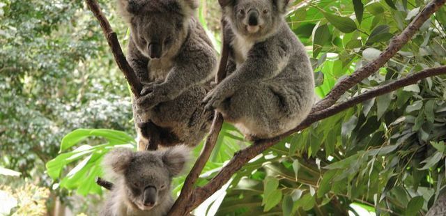 Koala Park Sanctuary