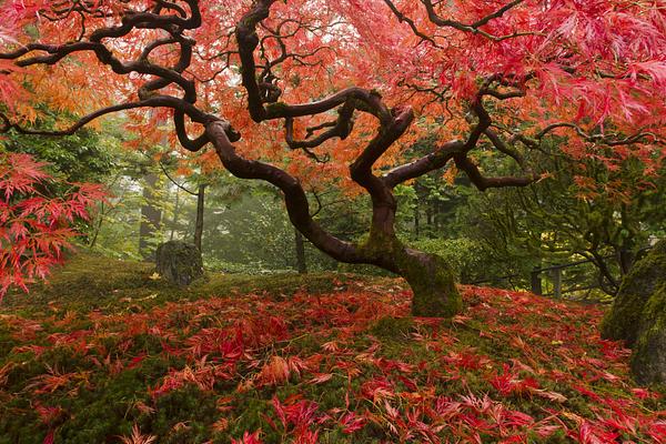 Portland Japanese Garden