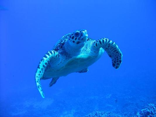 Dolphin Bay Divers Retreat