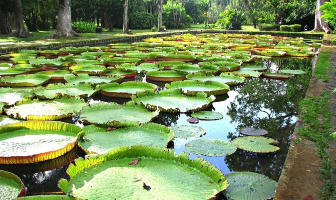 SSR Botanic Garden