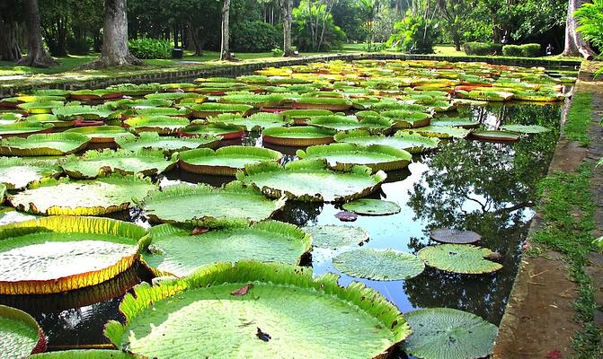 SSR Botanic Garden