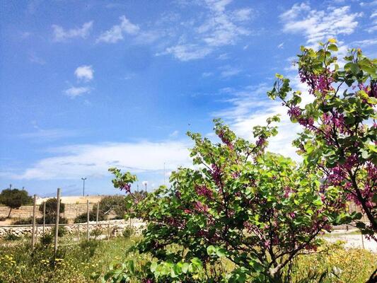 Ghajn Tuffieha Campsite