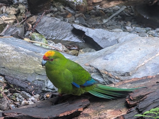 Kiwi Park