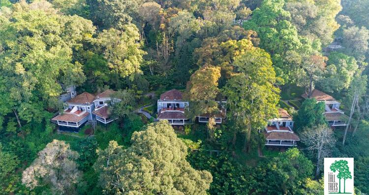 The Tall Trees Munnar