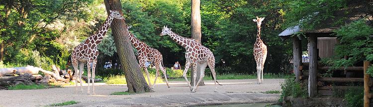 Brookfield Zoo