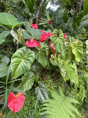 Montreal Gardens