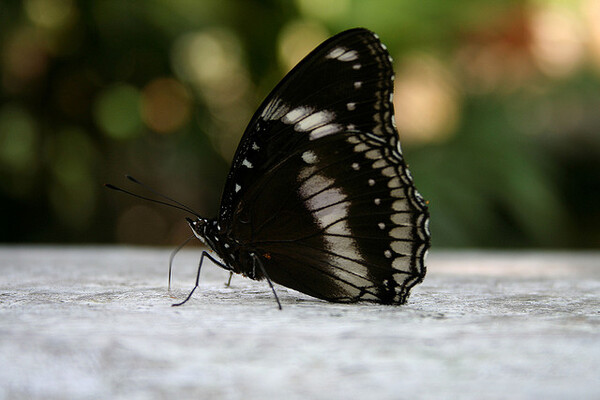 Kuala Lumpur Butterfly Park