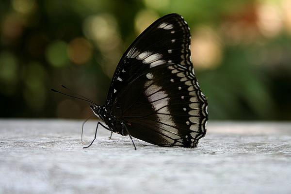 Kuala Lumpur Butterfly Park