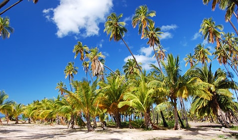 Kapuaiwa Coconut Grove / Kiowea Park