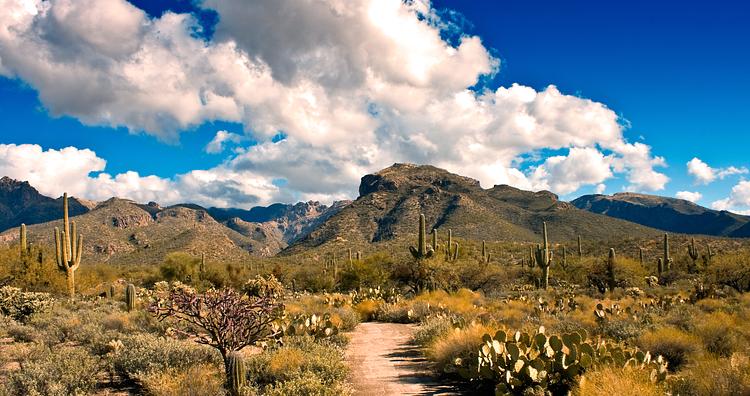 Sabino Canyon