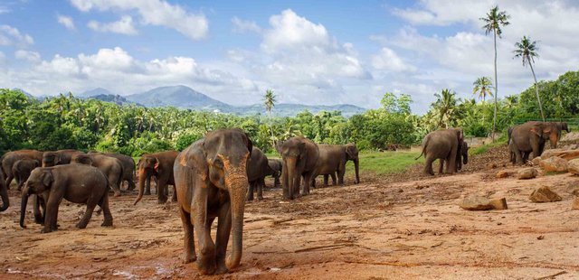 Pinnawala Elephant Orphanage