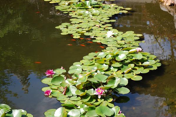 Lan Su Chinese Garden