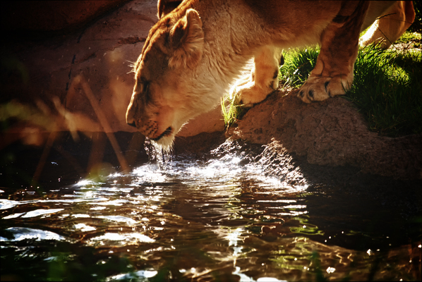 Oregon Zoo: Together for Wildlife