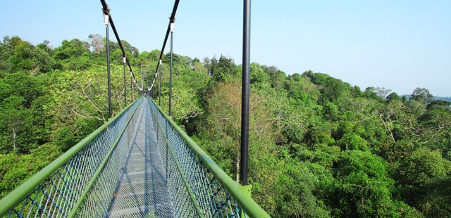 MacRitchie Nature Trail