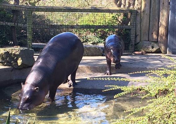 Bristol Zoo Gardens