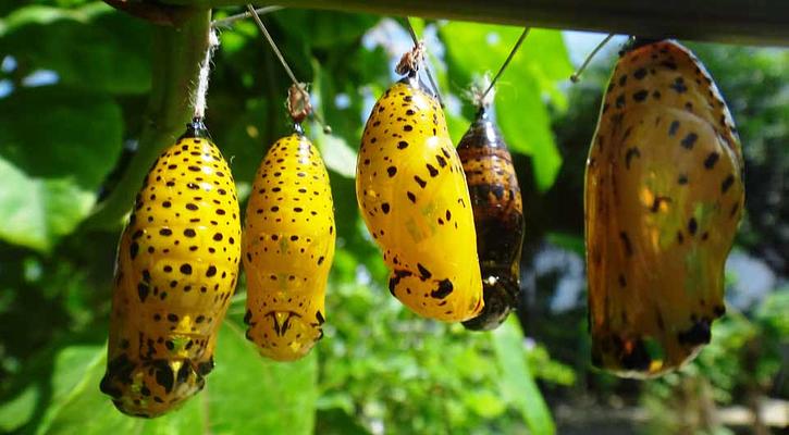 The Butterfly Farm