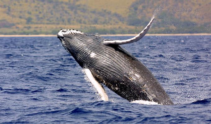 Hawaiian Islands Humpback Whale National Marine Sanctuary