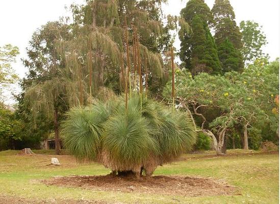 Manuka State Wayside Park