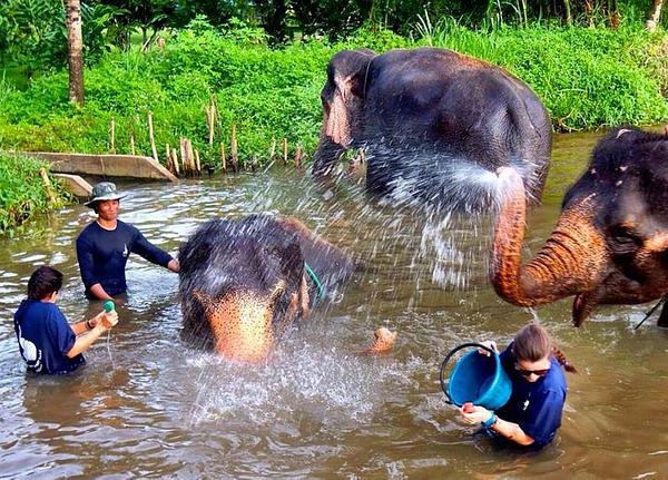 5 ethical elephant parks in Thailand