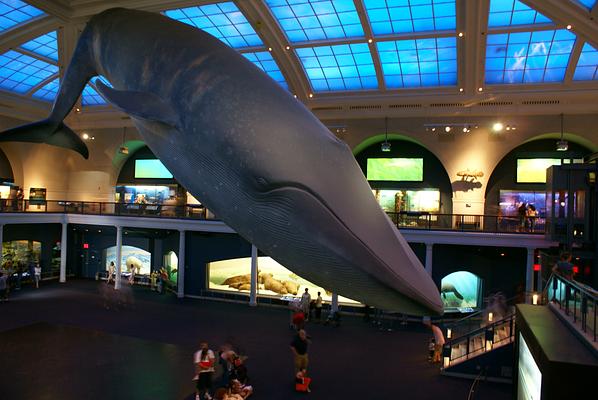 American Museum of Natural History