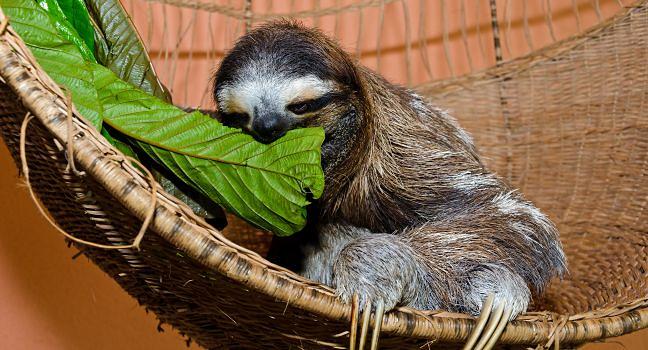 Sloth Sanctuary of Costa Rica