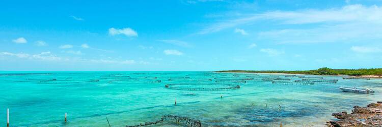 Conch World