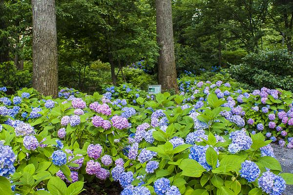 Atlanta Botanical Garden