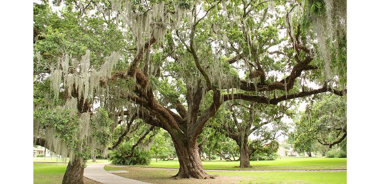 New Orleans City Park