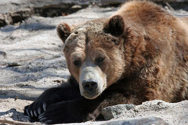 Bronx Zoo