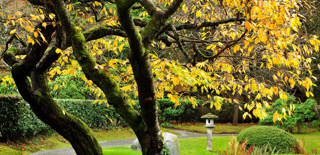 Nitobe Memorial Garden
