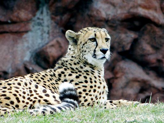 Toronto Zoo