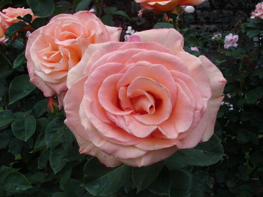International Rose Test Garden