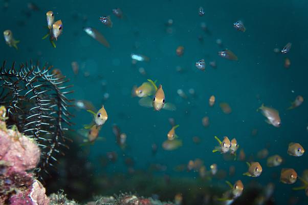 New England Aquarium