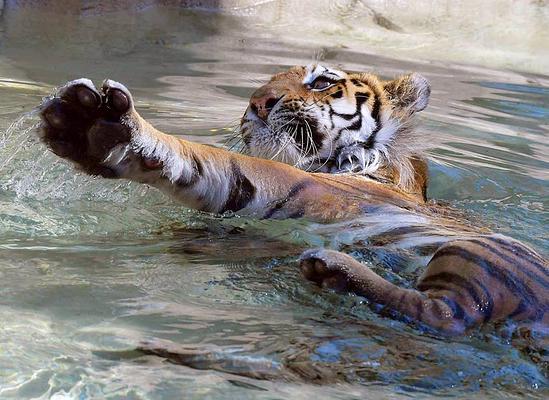 Indianapolis Zoo