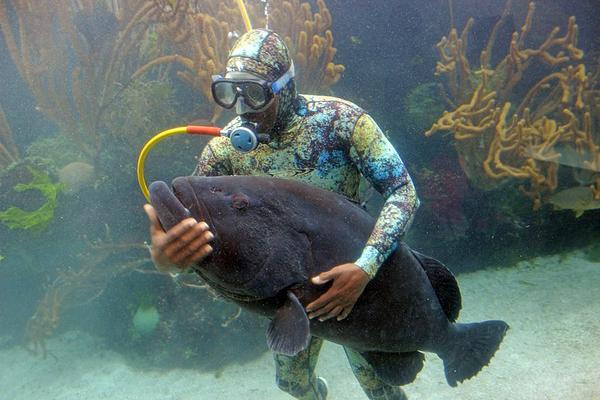 Bermuda Aquarium, Natural History Museum & Zoo