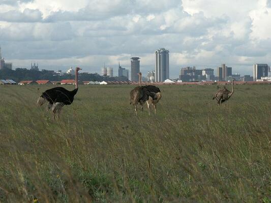 Nairobi National Park